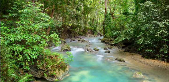 jungle
