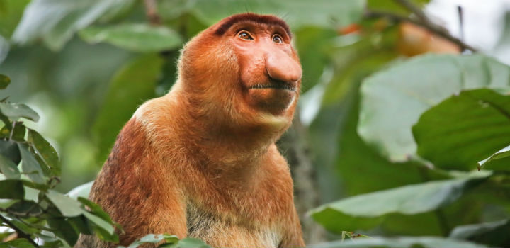 næseabe