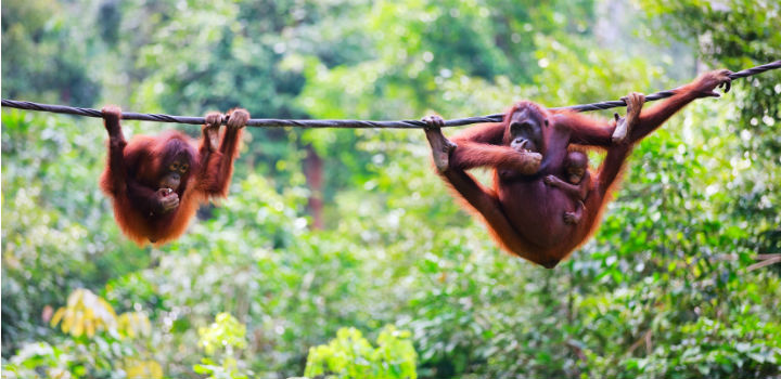 orangutan